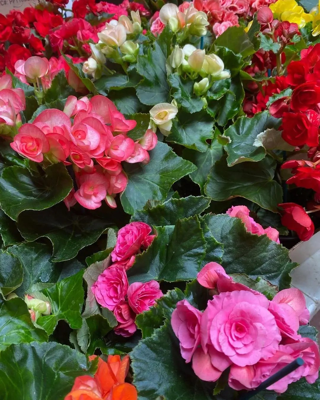 166005566_913850819369471_5332459688073462804_n