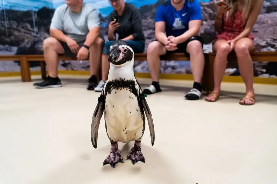 BrookfieldZoo-00896-(1)