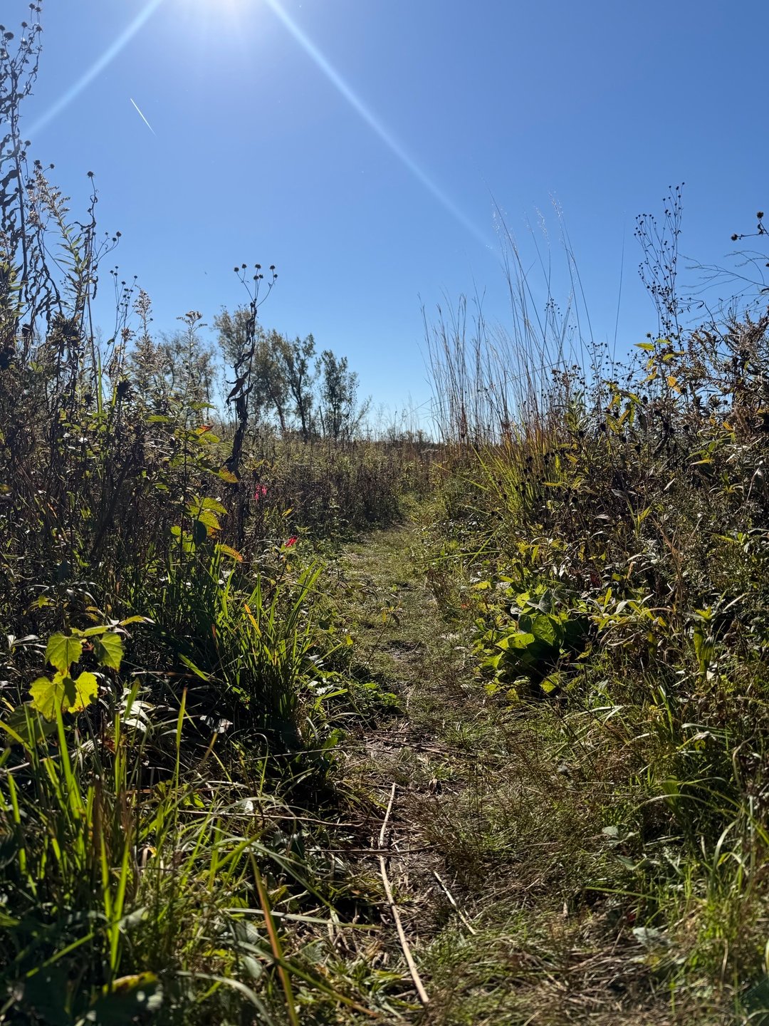 A forest preserve trail in Westchester, IL