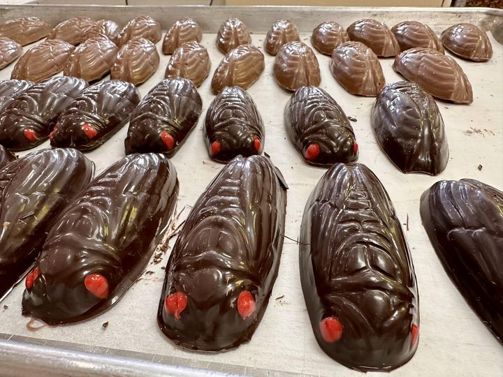 Everything Cicadas in the Near West Suburbs! When They're Coming, Our Photo Contest, & Where to Eat Them