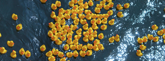 Brookfield duck race