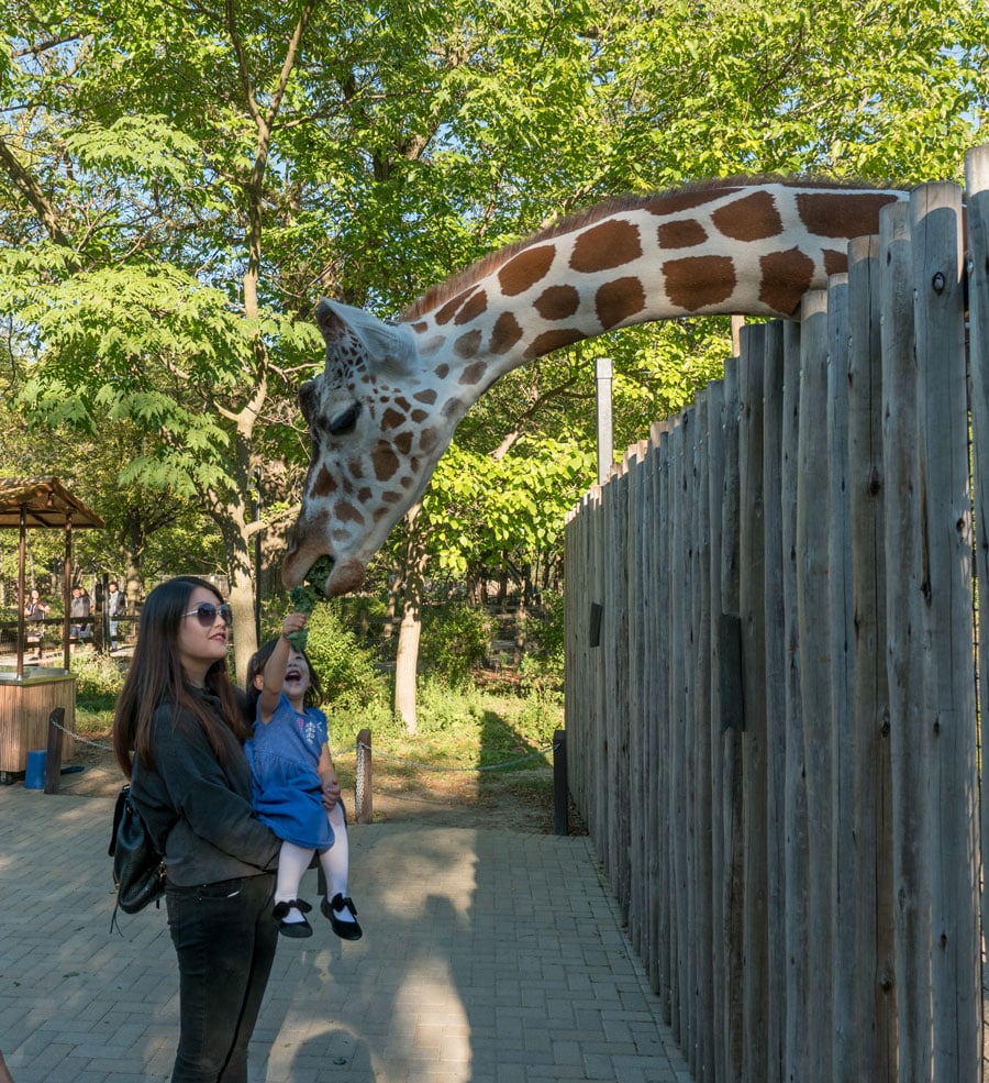 Brookfield-Zoo-37