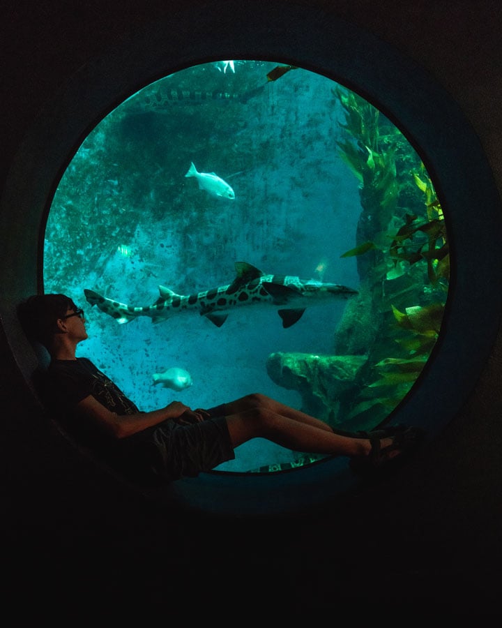 BrookfieldZoo-00942