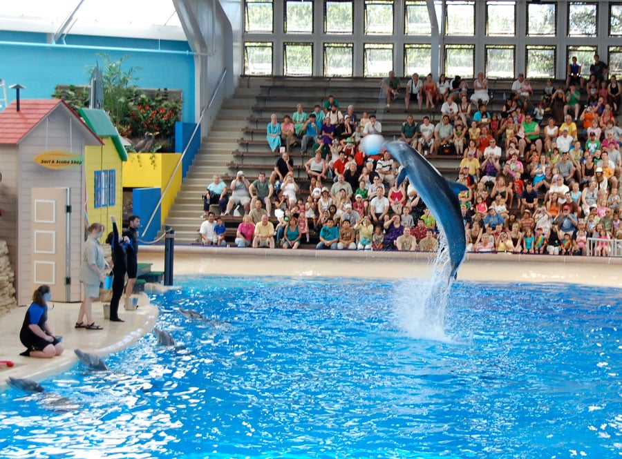 Dolphin-show