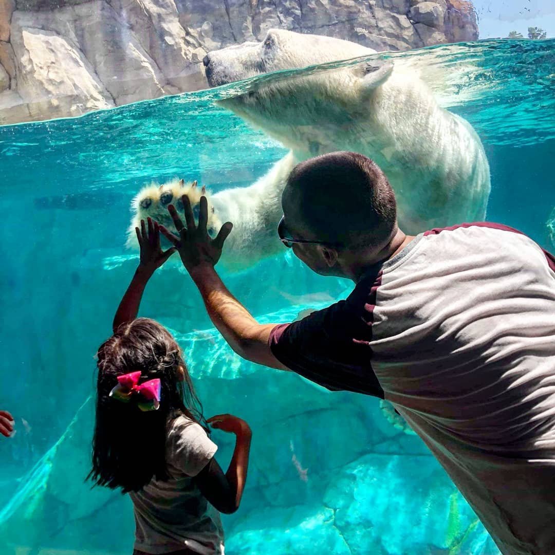 polarbear