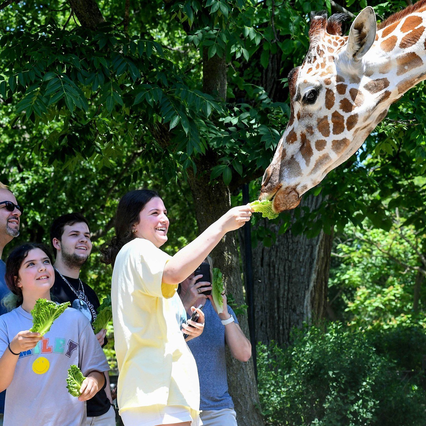 giraffe1