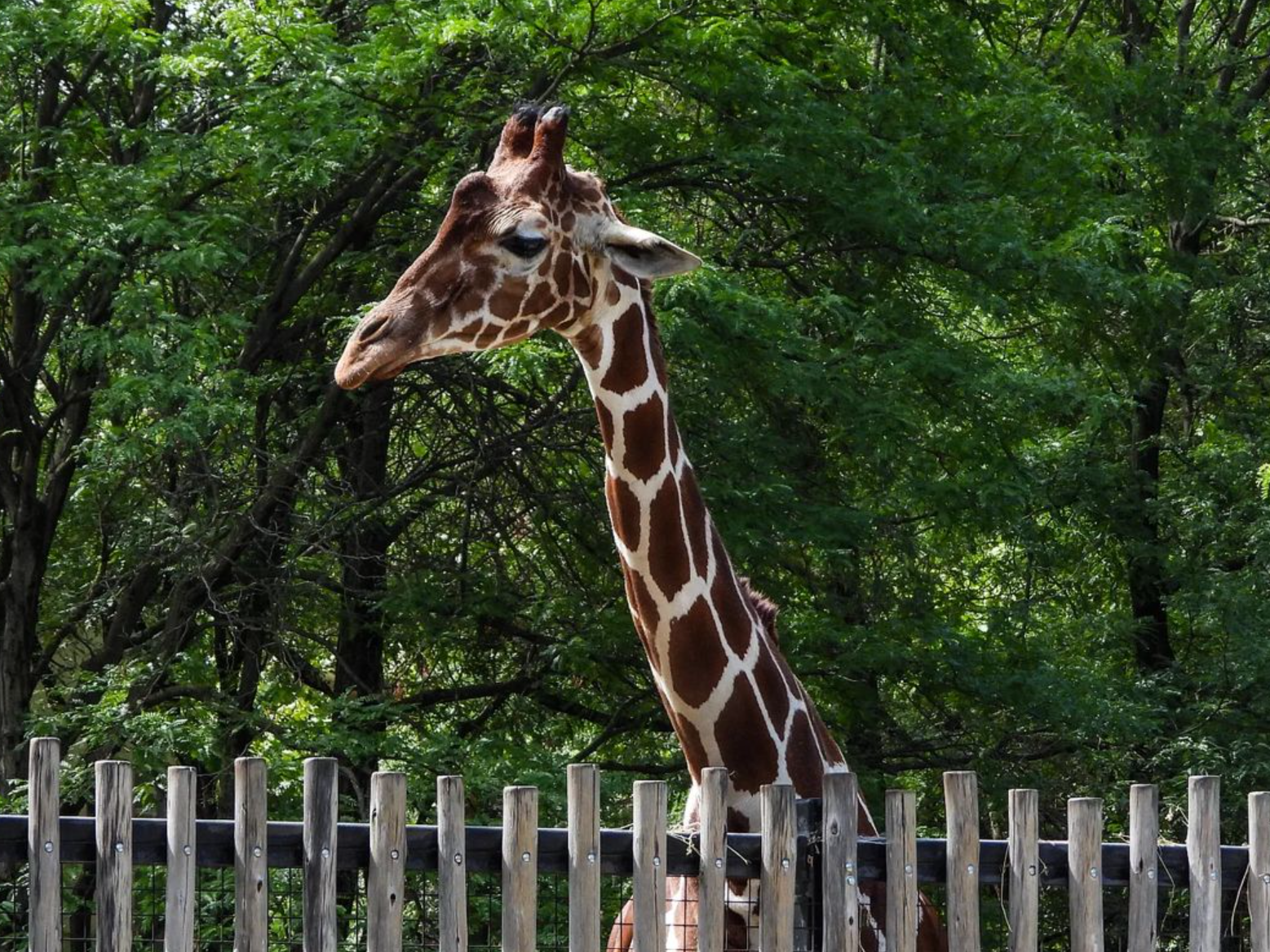 giraffe10