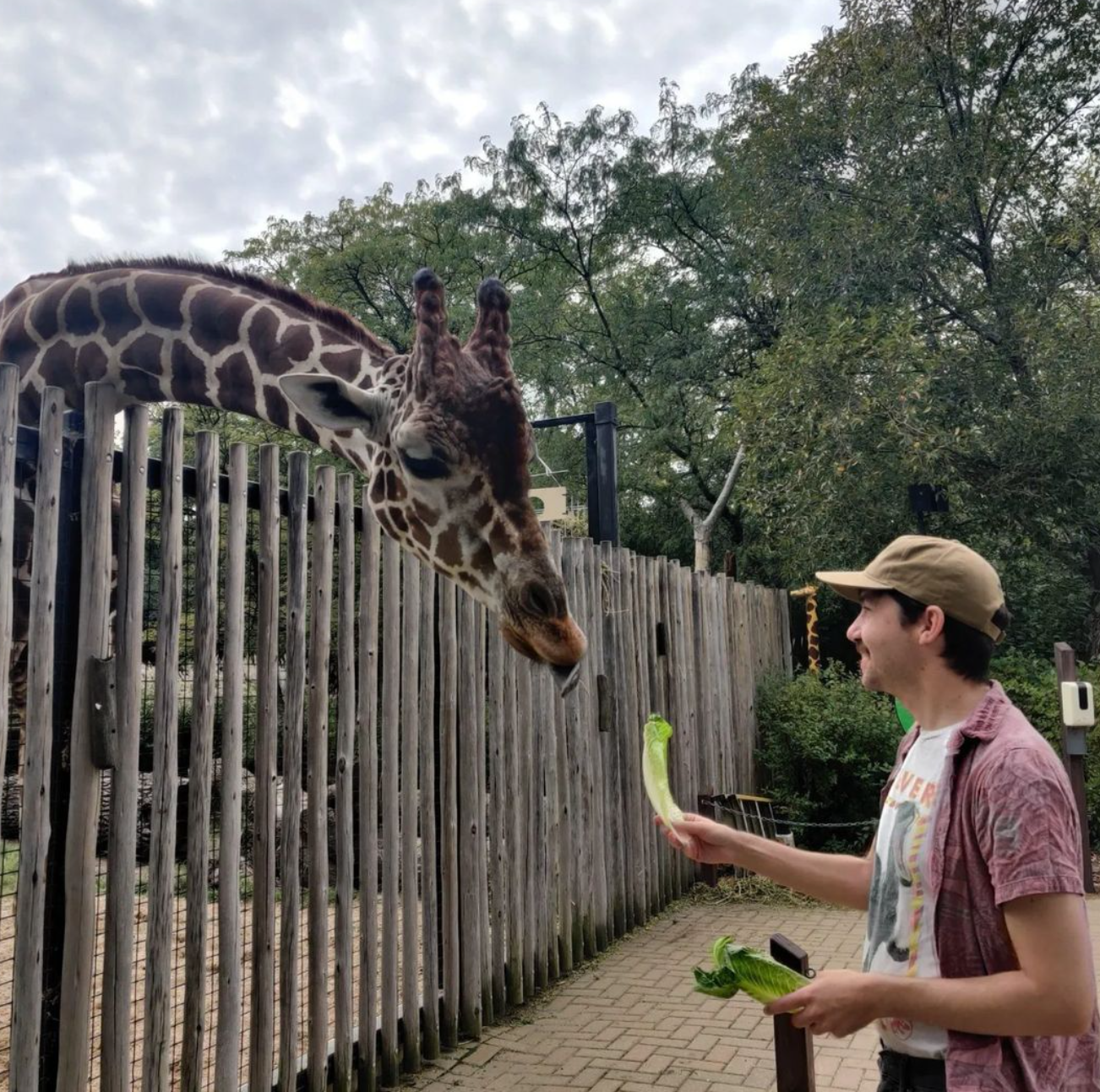 giraffe12