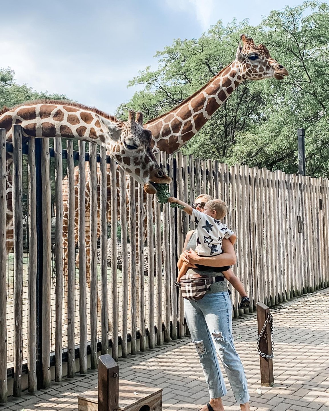 giraffe14