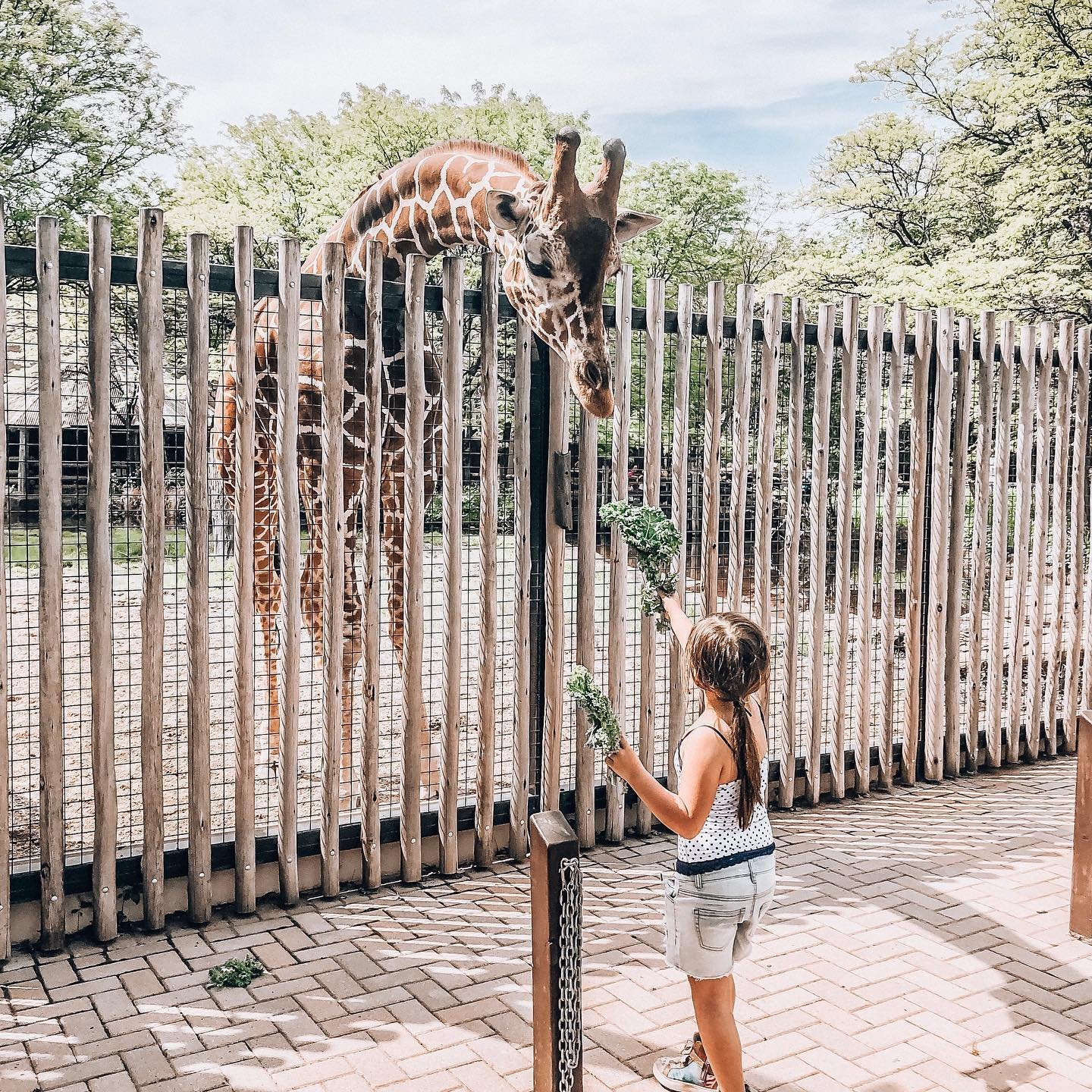 giraffe15