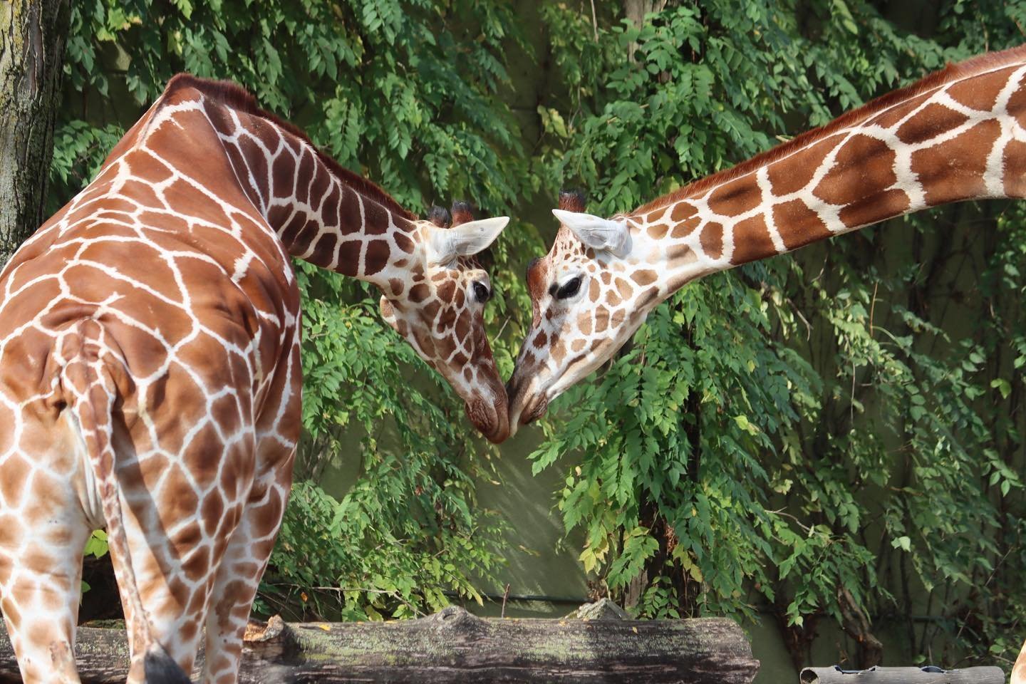 giraffe16