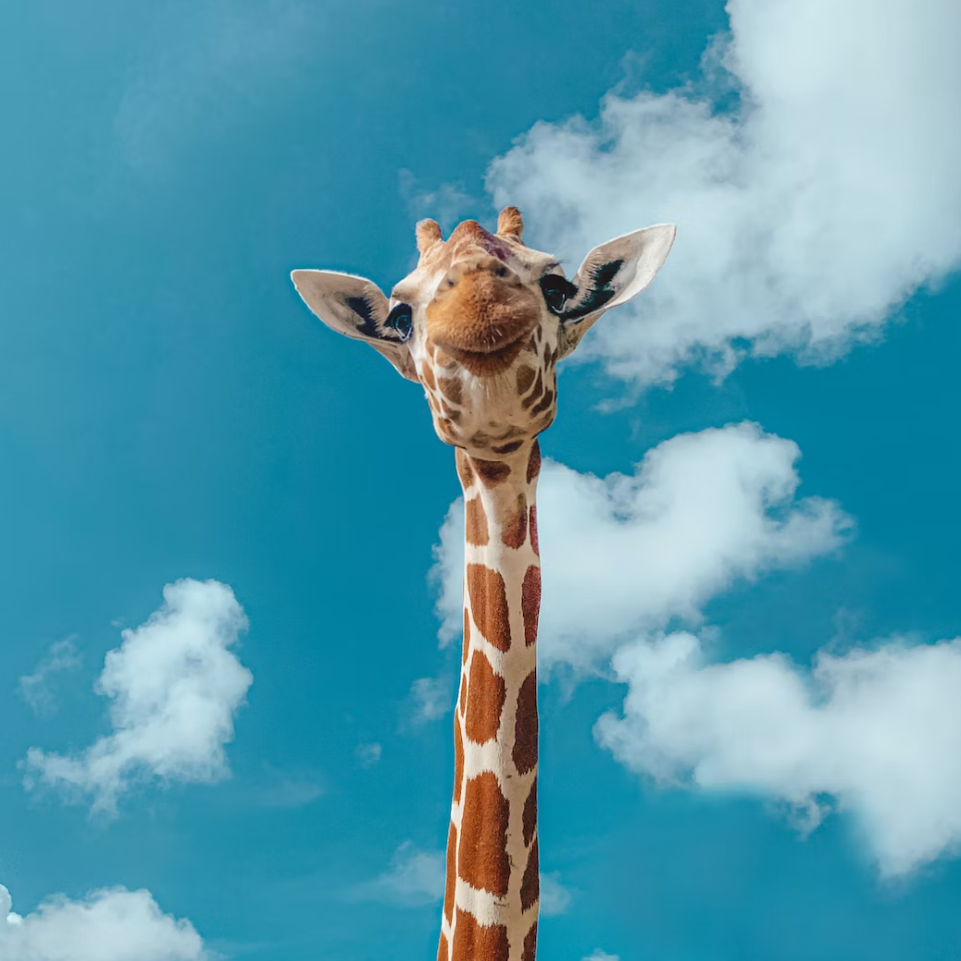 giraffe2