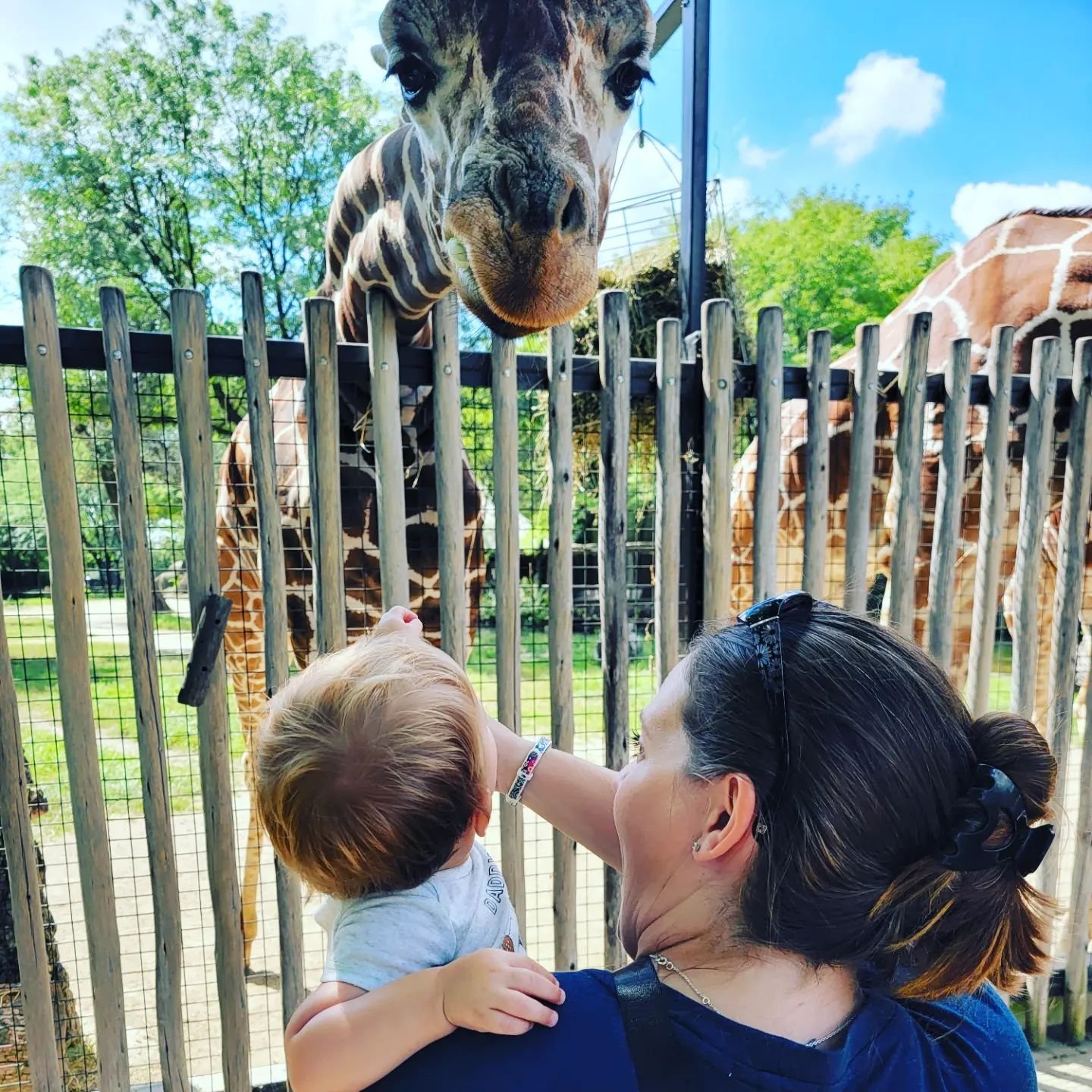 giraffe4