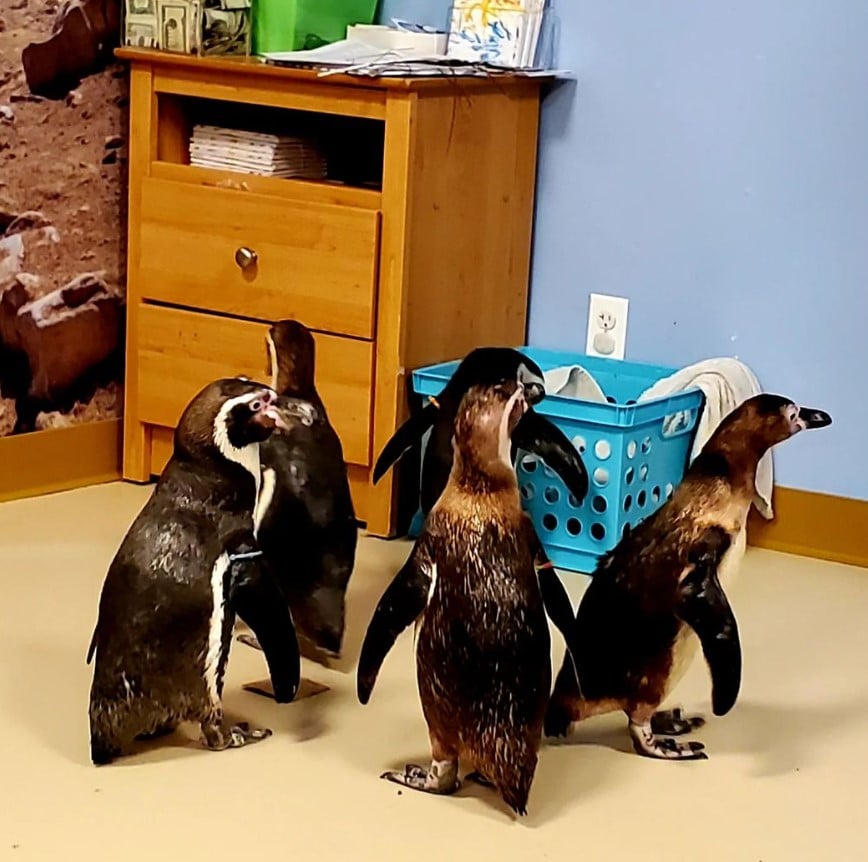 penguin 9