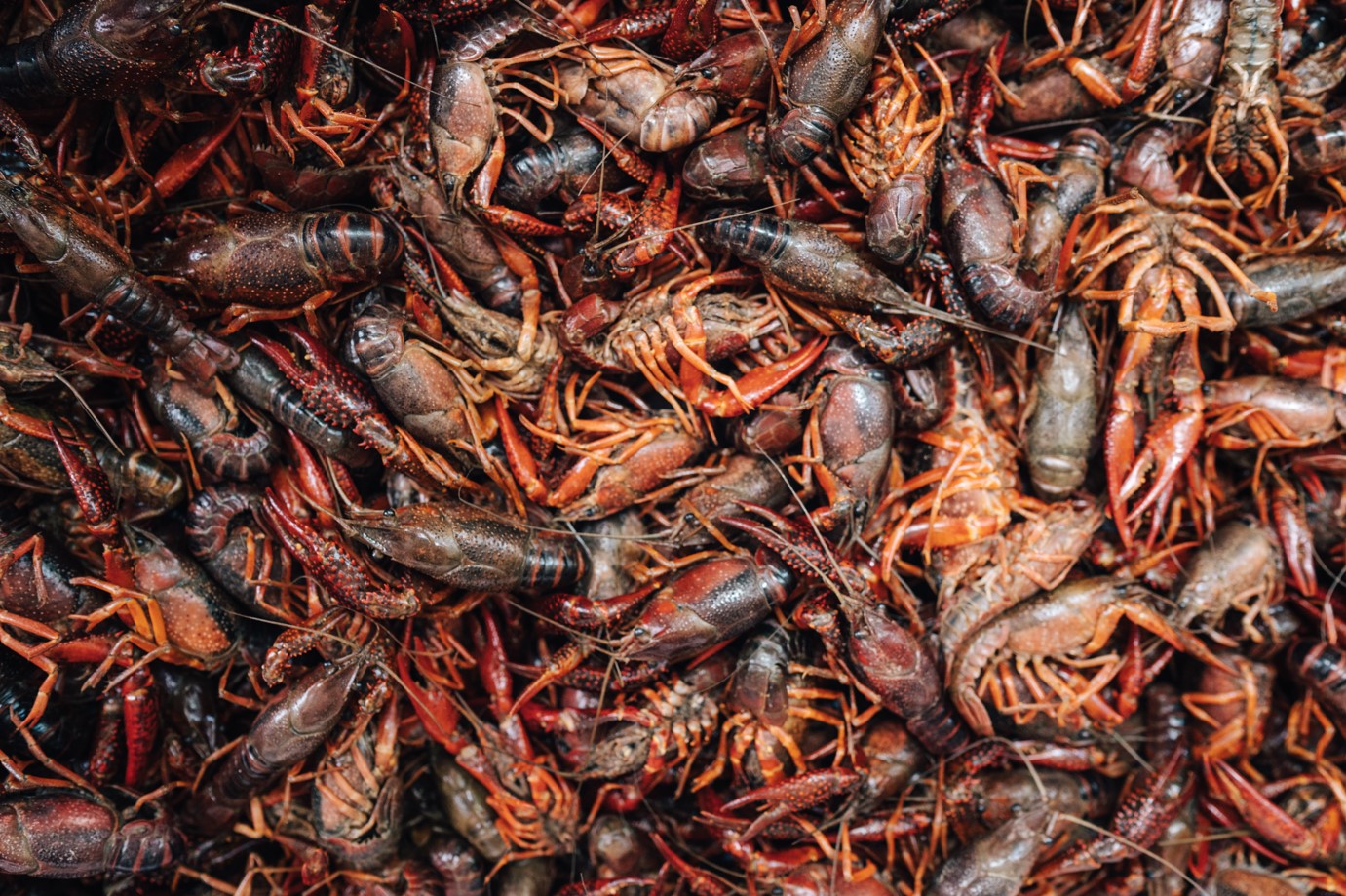 cajun2