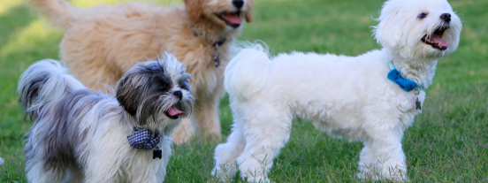 Yappy Hour