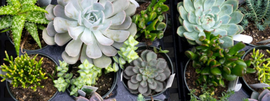 cacti and succulent sale