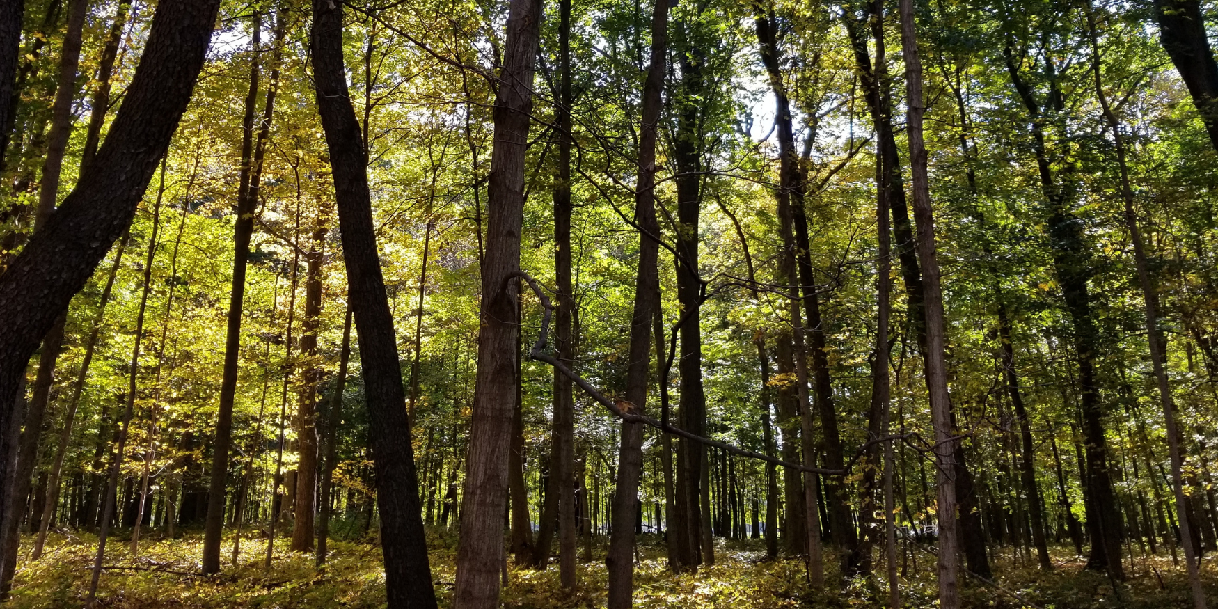 The Schiller Woods Magic Water Pump, Everything You Need to Know