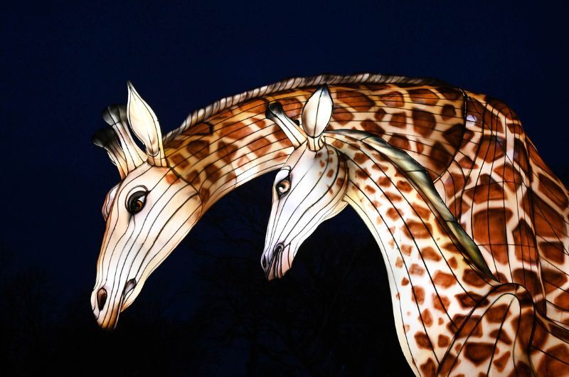 What to Expect at Glow Wild, Brookfield Zoo Chicago’s Lantern Festival