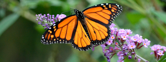 monarch festival