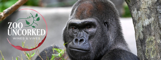 zoo uncorked wines and vines
